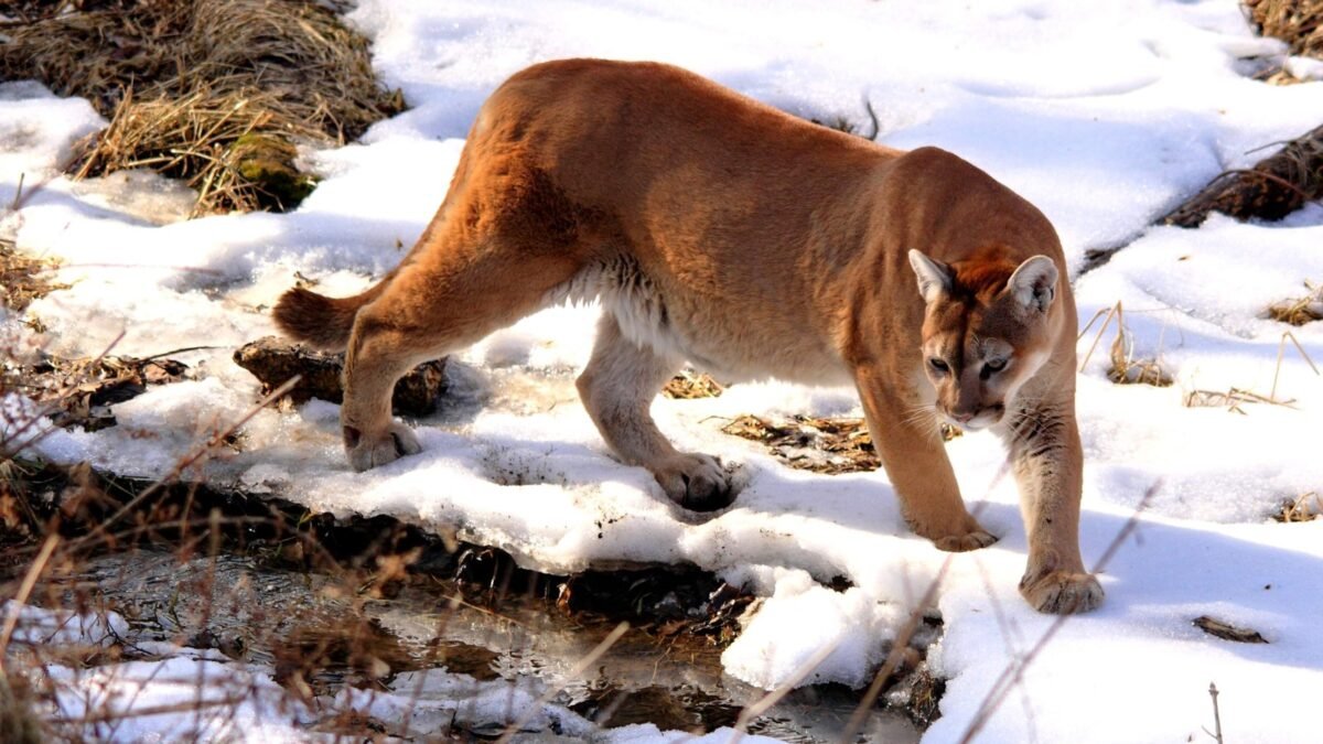A mountain lion (cougar) in the wild. Wikimedia Commons/by NaturesFan1226