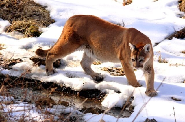 A mountain lion (cougar) in the wild. Wikimedia Commons/by NaturesFan1226
